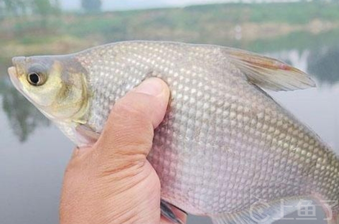 钓鳊鱼用什么饵料