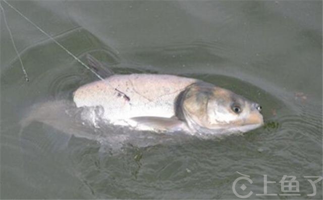 野钓鲢鳙饵料