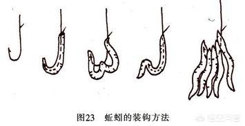 钓鱼蚯蚓的正确挂法图