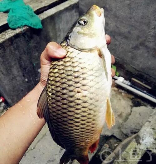 钓鲤鱼饵料配方自制