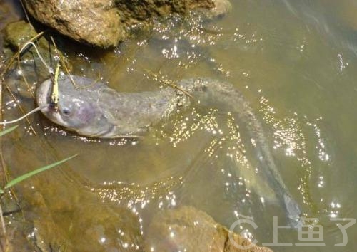 野钓鲶鱼钓法技巧