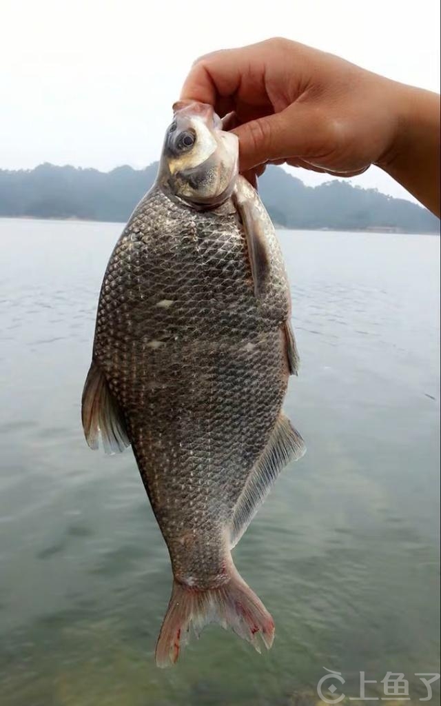 夏季鳊鱼怎么钓