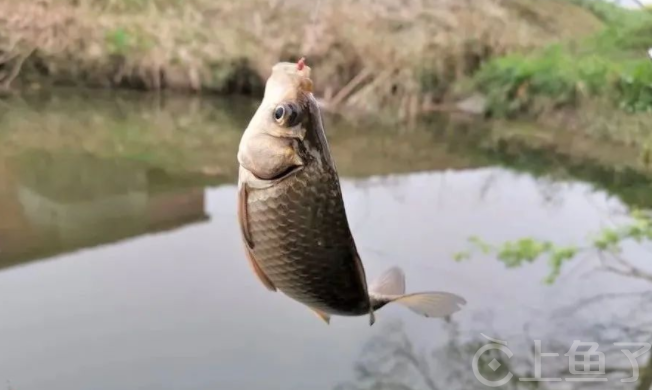 春季鲤鱼怎么钓