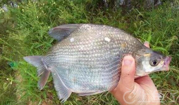 钓鳊鱼鱼饵