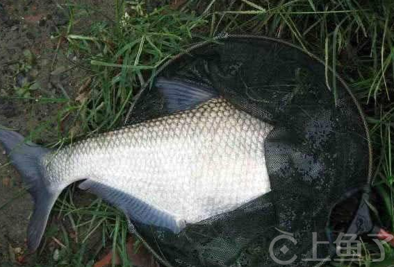 夏季钓鳊鱼用什么饵料