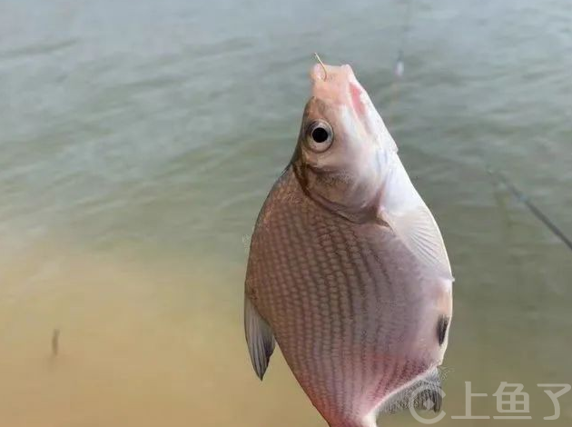 怎么样才能钓到鳊鱼