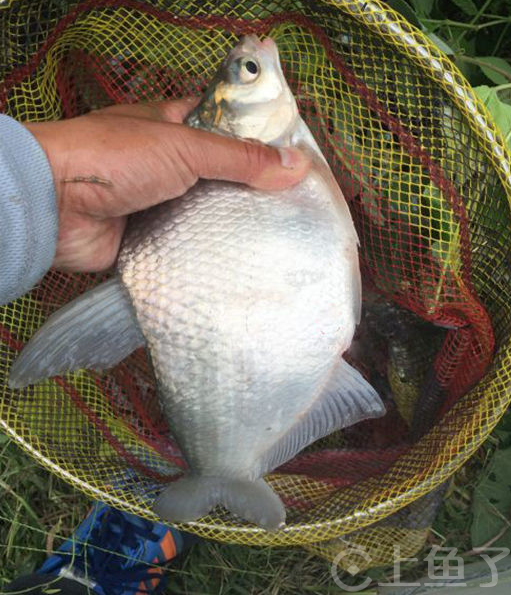 怎样钓鳊鱼用什么饵