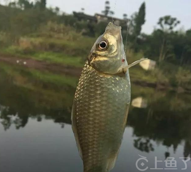 夏天钓鲫鱼饵料配方