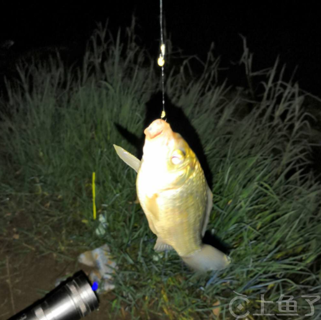 夜钓鲫鱼最佳时间