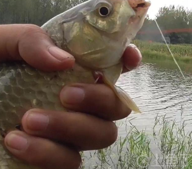 怎样野钓鲤鱼