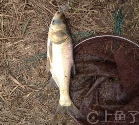 钓鲢鳙用什么饵料