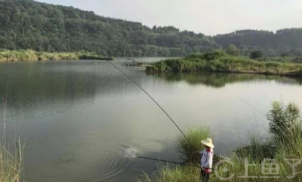 黑坑和野钓的区别