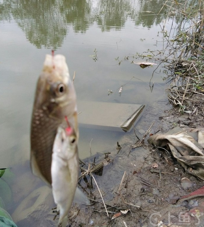 野河钓小鱼用什么鱼饵