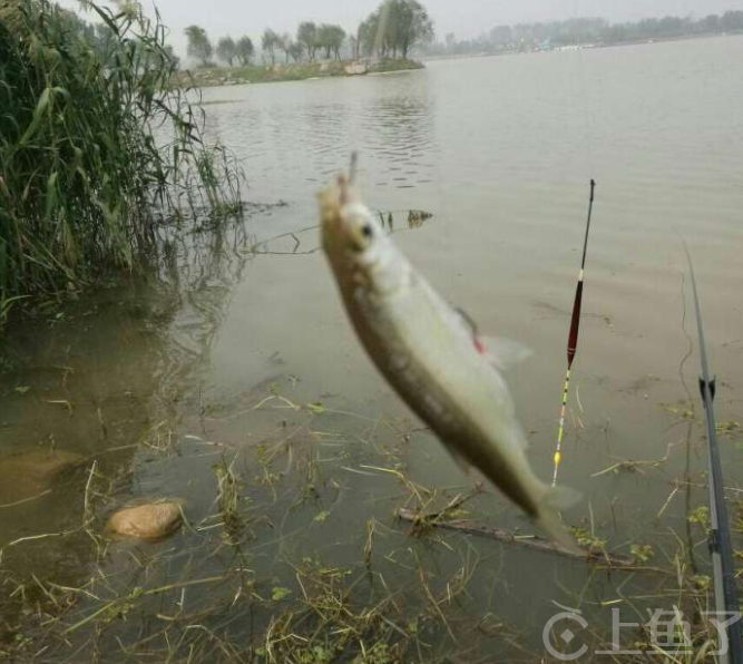 在河里怎么钓鱼