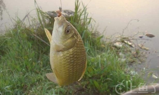 河里钓鱼用什么饵料好