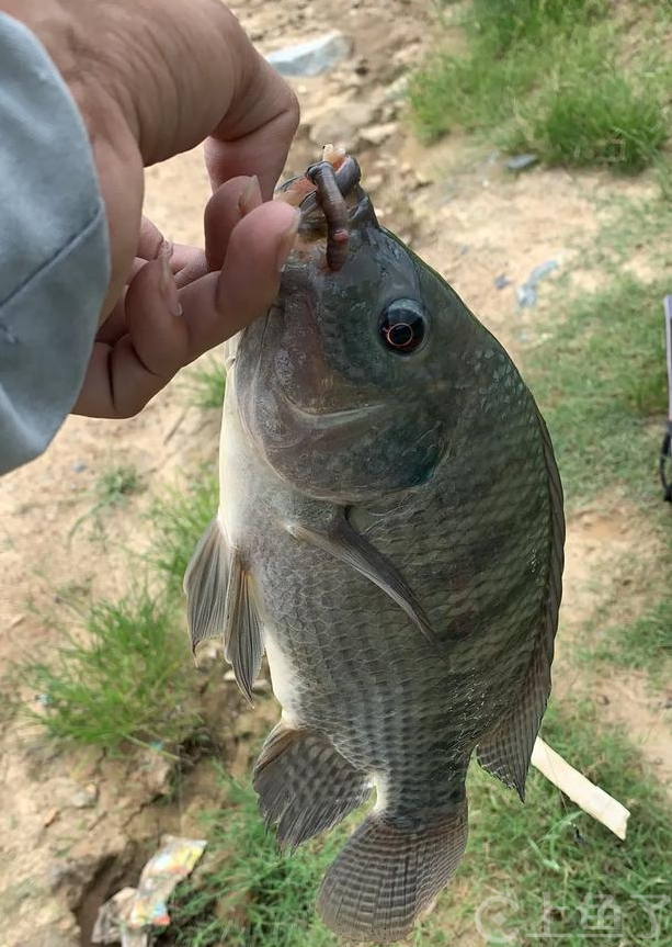 罗非鱼怎么钓用什么饵