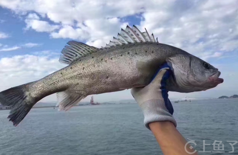 海鲈鱼怎么钓