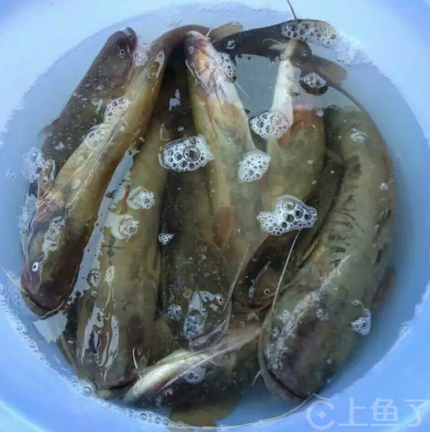 钓鲶鱼用什么饵料