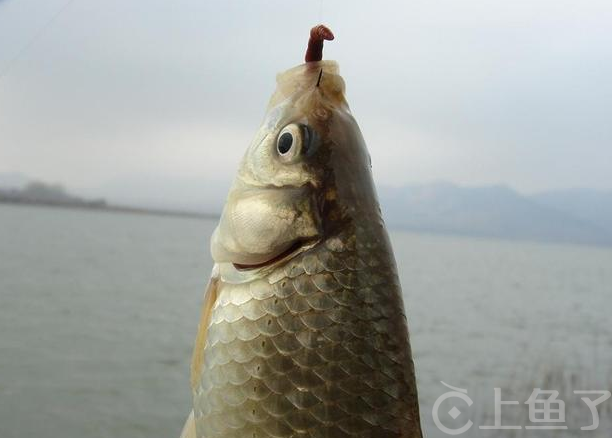 初秋钓鲫鱼的饵料味型