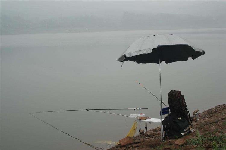 下雨后钓鱼很容易爆护，尤其是钓大草鱼