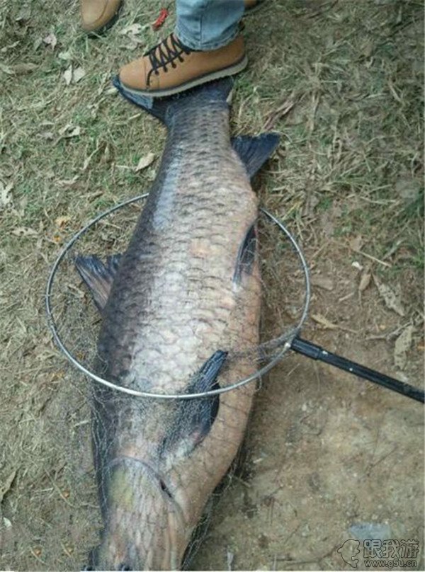 青魚冬天能釣嗎