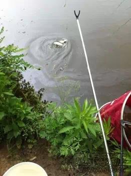 水库钓鲢鳙基本方法