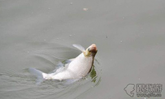 鳊鱼怎么钓