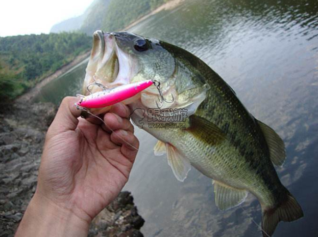 夏天钓鲈鱼用上这两招，下竿就上鱼！新手多读几遍，天天吃鲈鱼