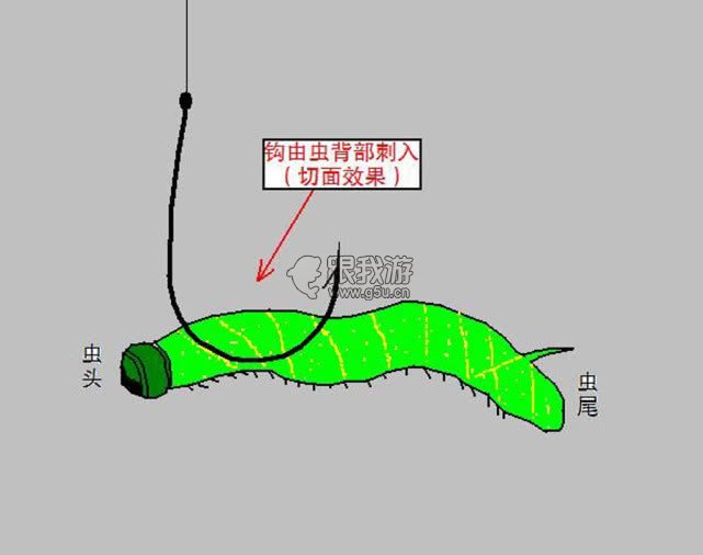 钓鲶鱼的四种动物荤饵，曾经连续好几天钓了十几条