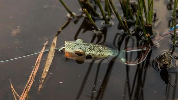 「美国奥基路亚」空心蛙Frog和实心蛙Toad在使用上的差别