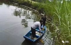 自称钓鱼大神：结果钓不到鱼就往鱼塘投毒捞鱼！！！