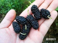 钓鱼小药选桑葚果味，诱鱼效果超强