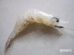 天然饵“田螺河虾与泥鳅”，效果真的没的说