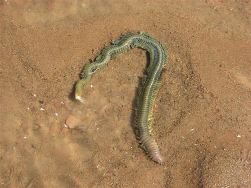 海钓用什么鱼饵比较好？海钓必看用饵大全