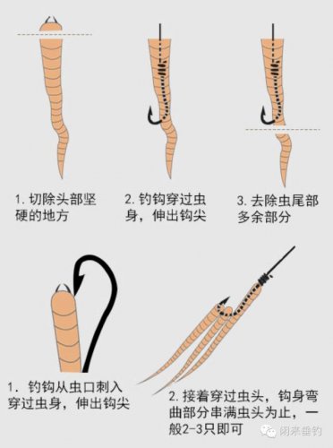 课堂·海钓︱有图有真相！简单易懂，一目了然的海钓钓饵挂法技巧