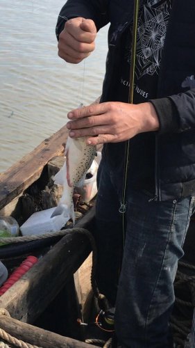 用什么样的饵料去海钓呢？