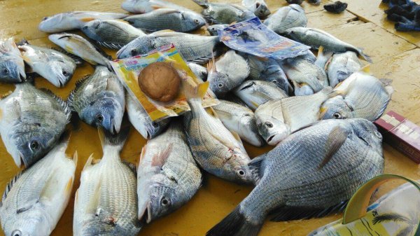 海钓用饵攻略：水情决定钓饵，没有最好用的饵就用最合适的饵