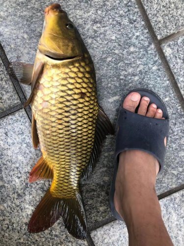 夏天钓大鲤鱼全攻略，找藏身处爆护不难，附自制饵料配方