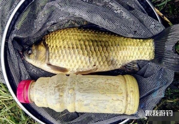 作为骨灰级的钓鱼人，这两种中药鱼饵，不要白不要，用过还想用！