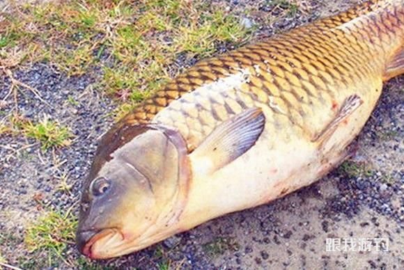 3种老钓手野钓常用的中药鱼饵配方