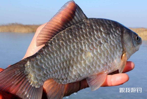 这几种“食品级”钓鱼小药，加在饵料中既环保又高效