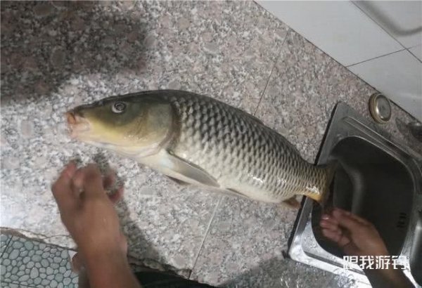 钓鱼时饵料很关键，四种“药酒”配方送给你，助你轻松钓大鱼！