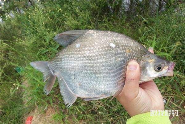 野钓鳊鱼一直“空军”？你只需要这套钓鳊鱼诱饵及钓饵配方