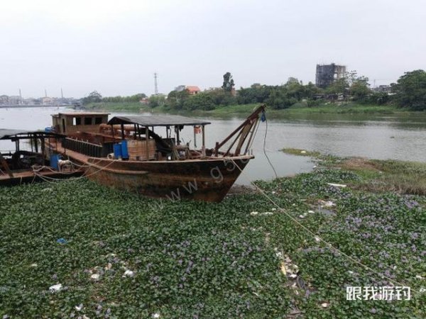 两广地区的钓鱼人，钓罗非实在是太容易了，手感也不错