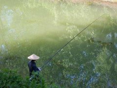 秋天钓鱼深水还是浅水