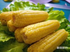 夏天钓鱼用什么料比较好