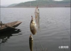 钓鱼高手分享：自制野钓草鱼鳊鱼的窝料配方