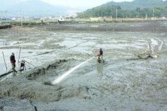 七八月份如何掏黑坑，针对回锅鱼可以这样钓