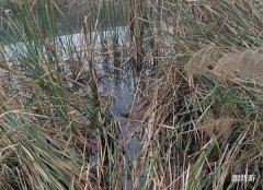 野钓果然很刺激，这样的草窝里碰到了一条大鲤鱼，钓上来真不容易