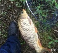 稻谷类钓鱼饵料的制作方法，好好汇总一下